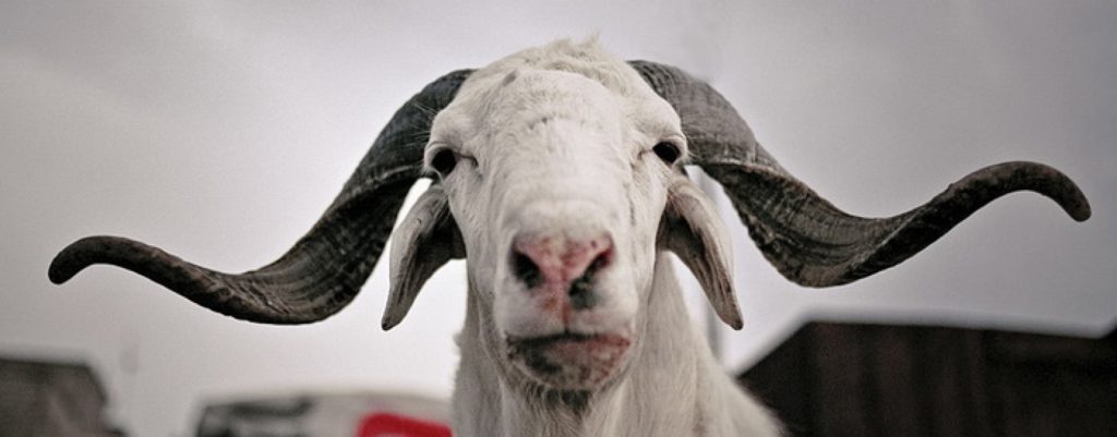 Article : Une f&ecirc;te de  Tabaski pas comme les autres